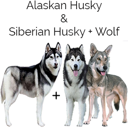 Siberian Husky Wolf